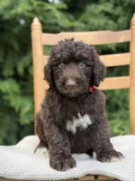 Kacey , a male Aussiedoodle and Poodle - Standard  for sale in Boonville, NC – 1 of 3