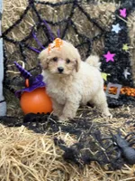 Callie, a female Miniature Goldendoodle for sale in Boonville, NC – 2 of 7