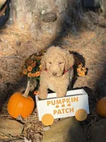 Milo, a male Aussiedoodle for sale in Boonville, NC – 6 of 6