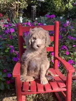 Boone , a male Aussiedoodle for sale in Boonville, NC – 4 of 5