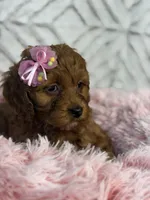 Luna , a female Cockapoo and Miniature Goldendoodle for sale in Boonville, NC – Photo 2 of 7