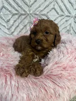 Luna , a female Cockapoo and Miniature Goldendoodle for sale in Boonville, NC – Photo 7 of 7
