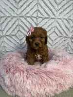 Luna , a female Cockapoo and Miniature Goldendoodle for sale in Boonville, NC – Photo 6 of 7