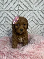 Luna , a female Cockapoo and Miniature Goldendoodle for sale in Boonville, NC – Photo 5 of 7