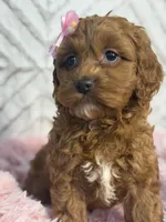 Luna , a female Cockapoo and Miniature Goldendoodle for sale in Boonville, NC – Photo 3 of 7