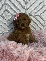 Luna , a female Cockapoo and Miniature Goldendoodle for sale in Boonville, NC – Photo 1 of 7
