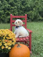 Griffin , a male Miniature Goldendoodle for sale in Boonville, NC – 5 of 8