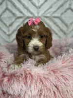 Lillie, a female Cockapoo and Miniature Goldendoodle for sale in Boonville, NC – Photo 2 of 6