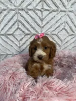 Lillie, a female Cockapoo and Miniature Goldendoodle for sale in Boonville, NC – Photo 5 of 6