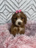 Lillie, a female Cockapoo and Miniature Goldendoodle for sale in Boonville, NC – Photo 3 of 6