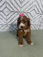 Lillie, a female Cockapoo and Miniature Goldendoodle for sale in Boonville, NC – Photo 6 of 6