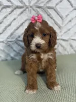 Lillie, a female Cockapoo and Miniature Goldendoodle for sale in Boonville, NC – Photo 1 of 6