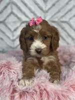 Lillie, a female Cockapoo and Miniature Goldendoodle for sale in Boonville, NC – Photo 4 of 6
