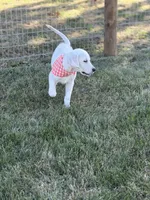 Maple , a female English Cream Golden Retriever for sale in Boonville, NC – 3 of 5
