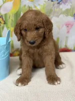 Colton , a male Goldendoodle and Poodle - Standard  for sale in Boonville, NC – Photo 3 of 3