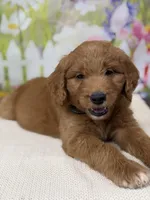 Colton , a male Goldendoodle and Poodle - Standard  for sale in Boonville, NC – Photo 2 of 3