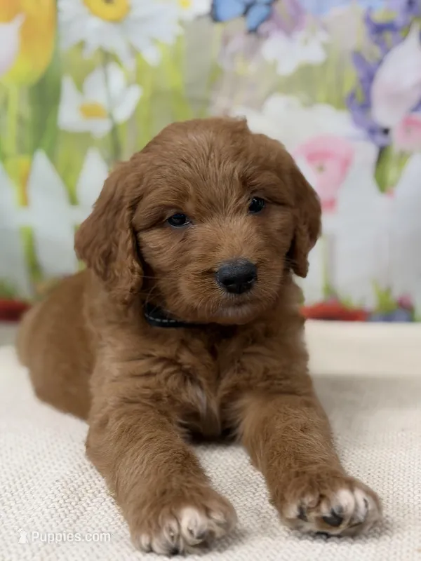Colton  – Goldendoodle, Poodle - Standard  puppy for sale in Boonville, NC