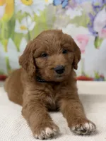 Colton , a male Goldendoodle and Poodle - Standard  for sale in Boonville, NC – Photo 1 of 3