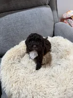 Binx , a male Miniature Goldendoodle for sale in Boonville, NC – Photo 1 of 3