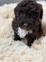 Binx , a male Miniature Goldendoodle for sale in Boonville, NC – Photo 3 of 3