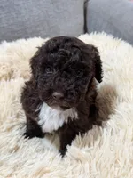 Binx , a male Miniature Goldendoodle for sale in Boonville, NC – Photo 2 of 3