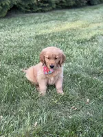 Bronson , a male Golden Retriever for sale in Boonville, NC – Photo 8 of 8