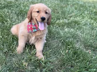 Bronson , a male Golden Retriever for sale in Boonville, NC – Photo 2 of 8