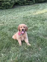 Bronson , a male Golden Retriever for sale in Boonville, NC – Photo 6 of 8