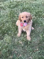 Bronson , a male Golden Retriever for sale in Boonville, NC – Photo 7 of 8