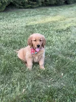 Bronson , a male Golden Retriever for sale in Boonville, NC – Photo 4 of 8