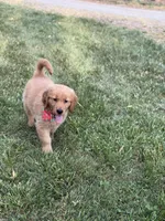 Bronson , a male Golden Retriever for sale in Boonville, NC – Photo 5 of 8