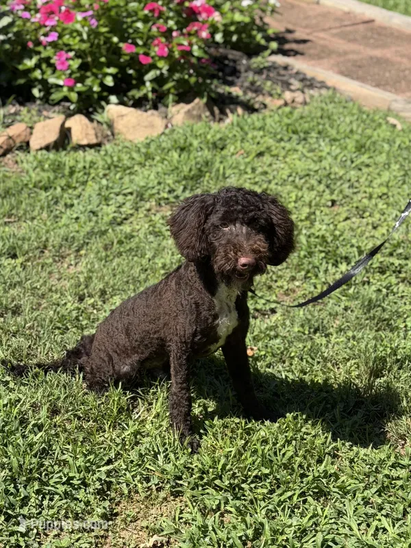 Benji – Poodle - Miniature , Miniature Goldendoodle puppy for sale in Boonville, NC
