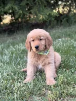 Willie , a male Golden Retriever for sale in Boonville, NC – Photo 1 of 5