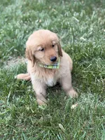 Willie , a male Golden Retriever for sale in Boonville, NC – Photo 2 of 5