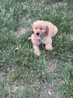 Willie , a male Golden Retriever for sale in Boonville, NC – Photo 4 of 5
