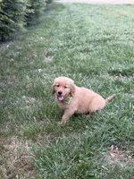 Willie , a male Golden Retriever for sale in Boonville, NC – Photo 3 of 5