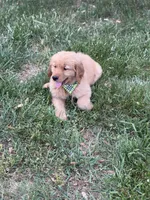 Willie , a male Golden Retriever for sale in Boonville, NC – Photo 5 of 5