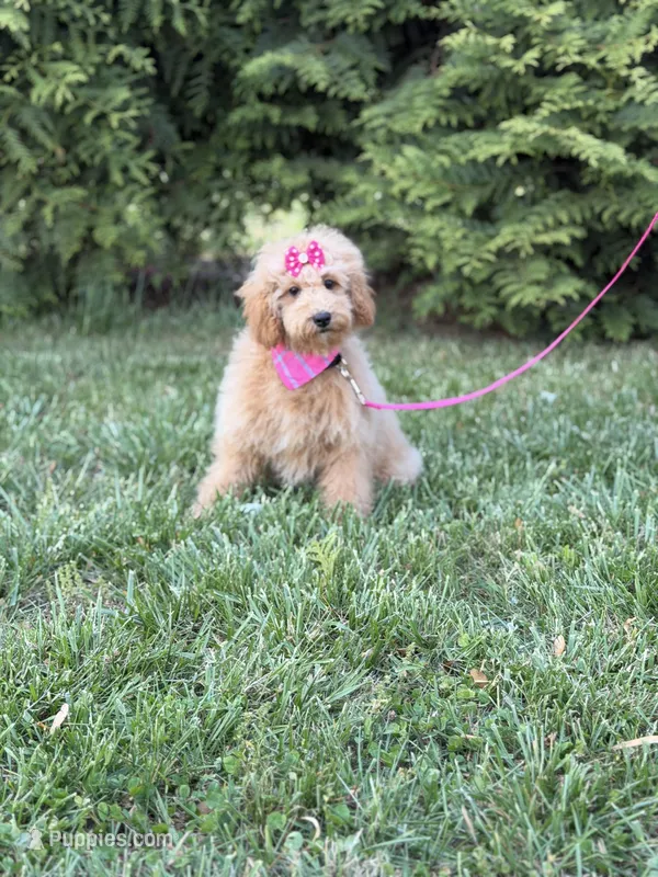 Dora in training  – Cockapoo, Poodle - Miniature  puppy for sale in Boonville, NC
