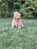 Dora in training , a female Cockapoo and Poodle - Miniature  for sale in Boonville, NC – Photo 1 of 4