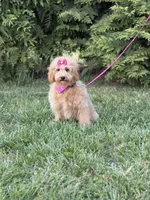 Dora in training , a female Cockapoo and Poodle - Miniature  for sale in Boonville, NC – Photo 3 of 4
