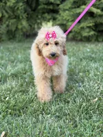Dora in training , a female Cockapoo and Poodle - Miniature  for sale in Boonville, NC – Photo 2 of 4