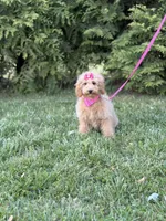 Dora in training , a female Cockapoo and Poodle - Miniature  for sale in Boonville, NC – Photo 4 of 4