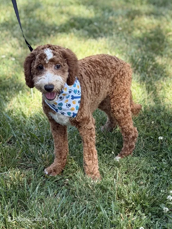 Charlie  – Cockapoo, Miniature Goldendoodle puppy for sale in Boonville, NC