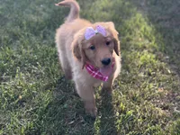 Valentine , a female Golden Retriever for sale in Boonville, NC – Photo 5 of 9