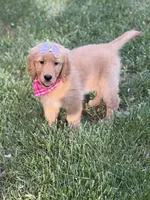 Valentine , a female Golden Retriever for sale in Boonville, NC – Photo 4 of 9