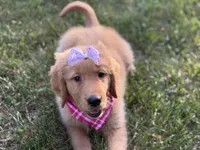 Valentine , a female Golden Retriever for sale in Boonville, NC – Photo 2 of 9