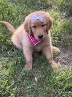 Valentine , a female Golden Retriever for sale in Boonville, NC – Photo 6 of 9