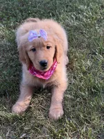 Valentine , a female Golden Retriever for sale in Boonville, NC – Photo 7 of 9
