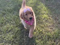 Valentine , a female Golden Retriever for sale in Boonville, NC – Photo 1 of 9