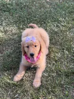 Valentine , a female Golden Retriever for sale in Boonville, NC – Photo 9 of 9